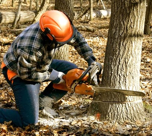 Tree Removal in Skippers, VA